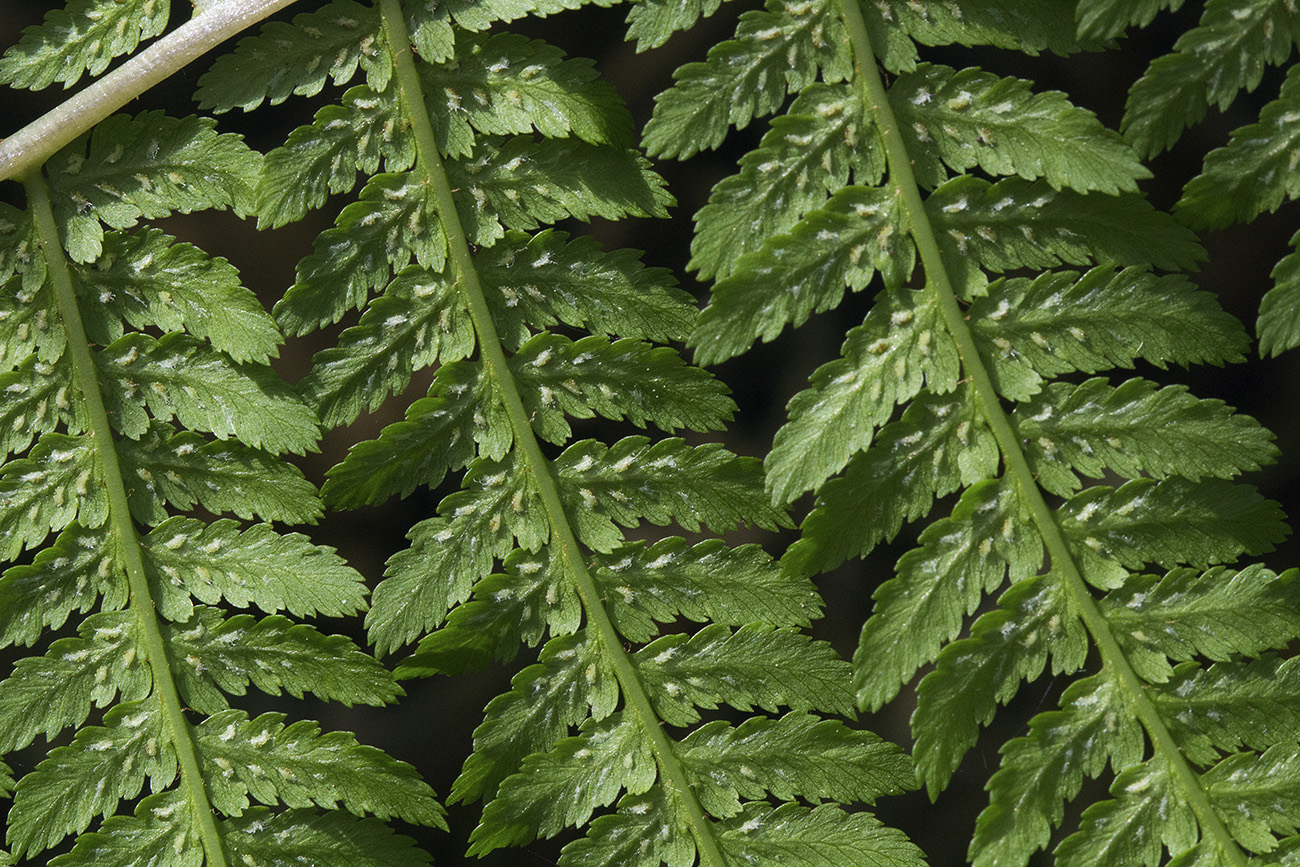 Image of Athyrium filix-femina specimen.