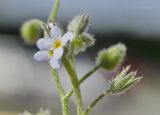 Myosotis arvensis. Часть соцветия. Санкт-Петербург, газон во дворе жилого дома. 15.08.2019.