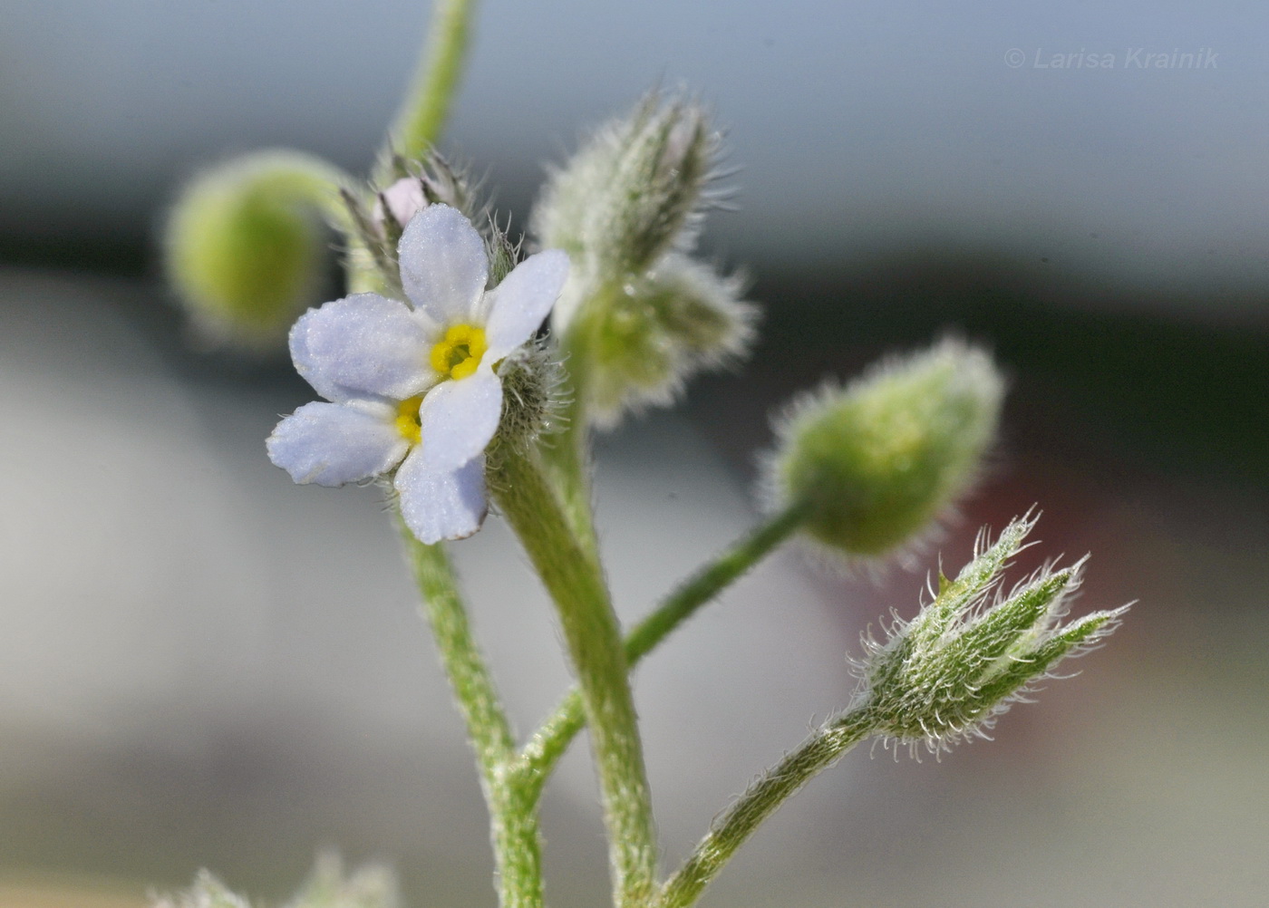 Image of Myosotis arvensis specimen.