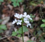 Pachyphragma macrophyllum. Соцветие. Республика Адыгея, Майкопский р-н, ущелье р. Аминовка около устья левого притока, рядом с водопадом Аминовский, широколиственный лес. 09.04.2019.