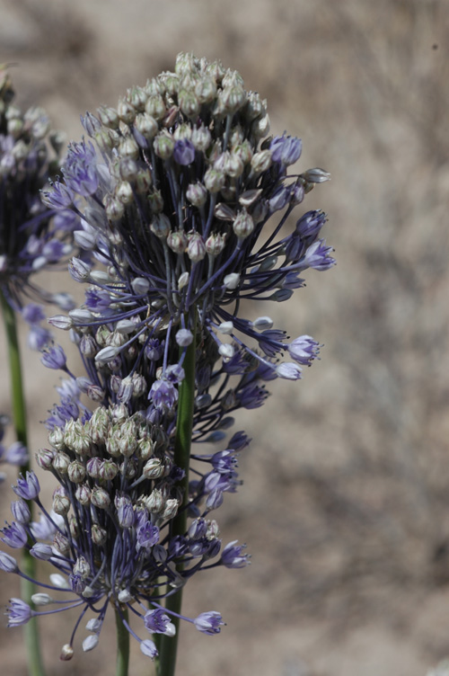 Image of Allium caesium specimen.