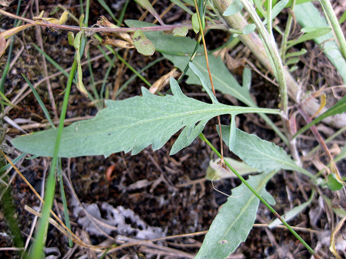 Image of Centaurea borysthenica specimen.