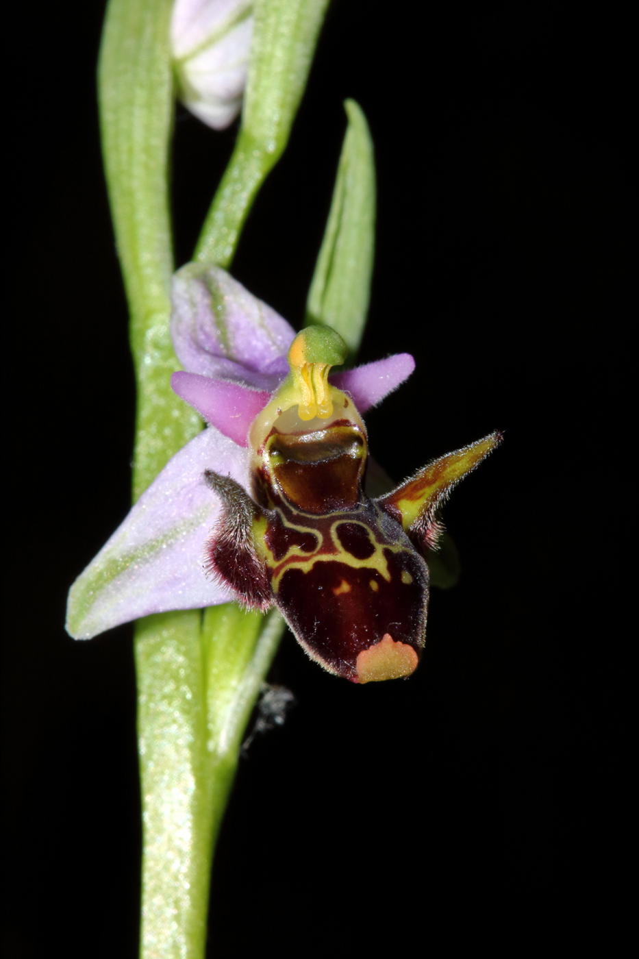 Image of Ophrys oestrifera specimen.