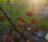 Malus × purpurea. Часть доцветающей веточки. Пермский край, пос. Юго-Камский, частное подворье. 2 июня 2019 г.