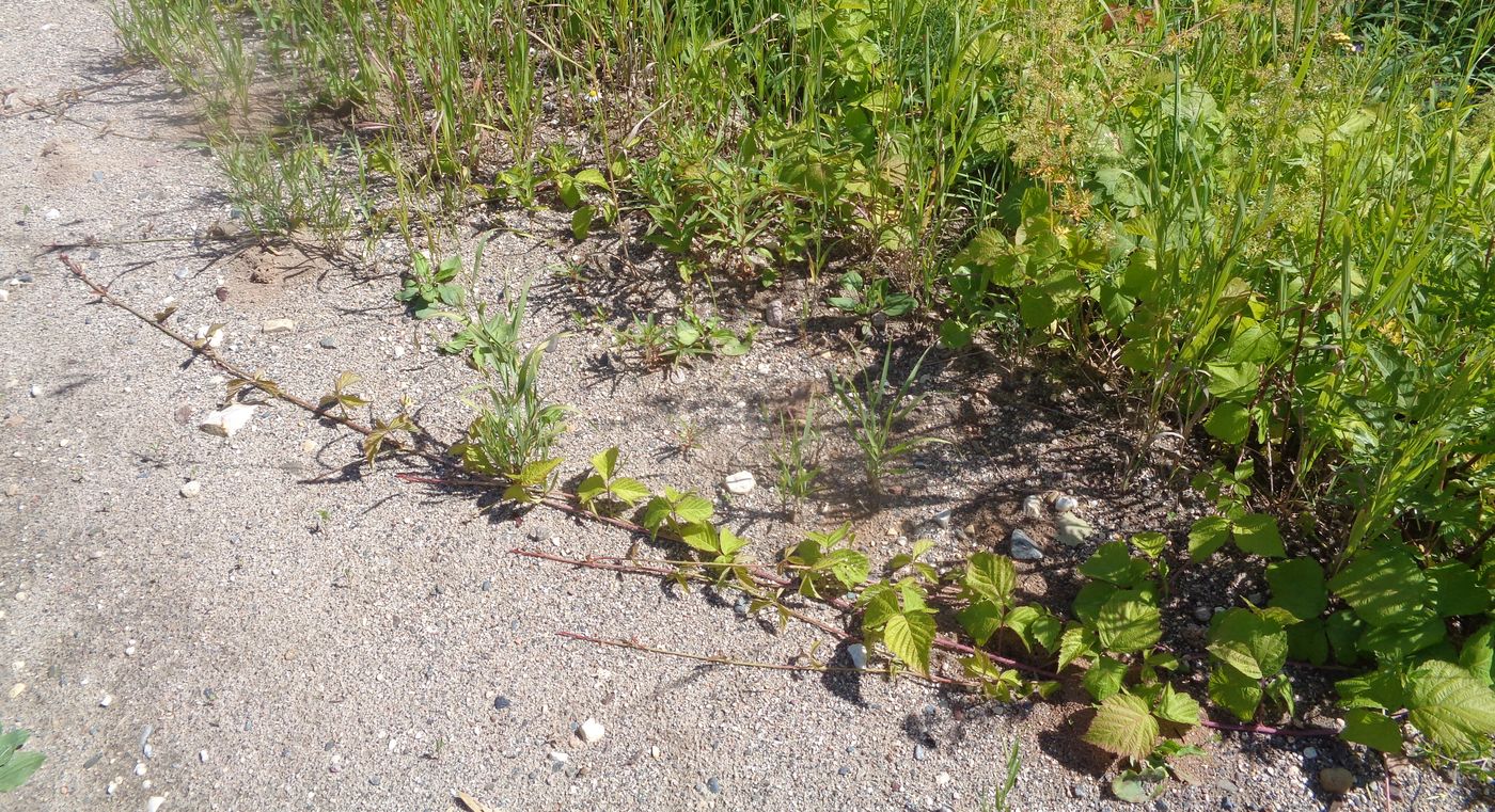 Image of Rubus caesius specimen.