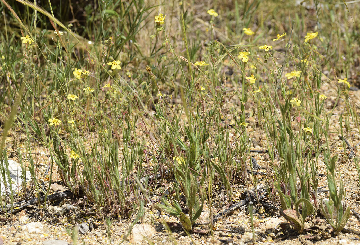 Image of Tuberaria guttata specimen.