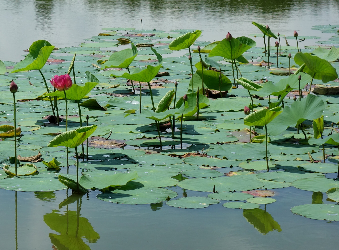 Изображение особи Nelumbo komarovii.