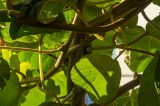 Actinidia variety deliciosa