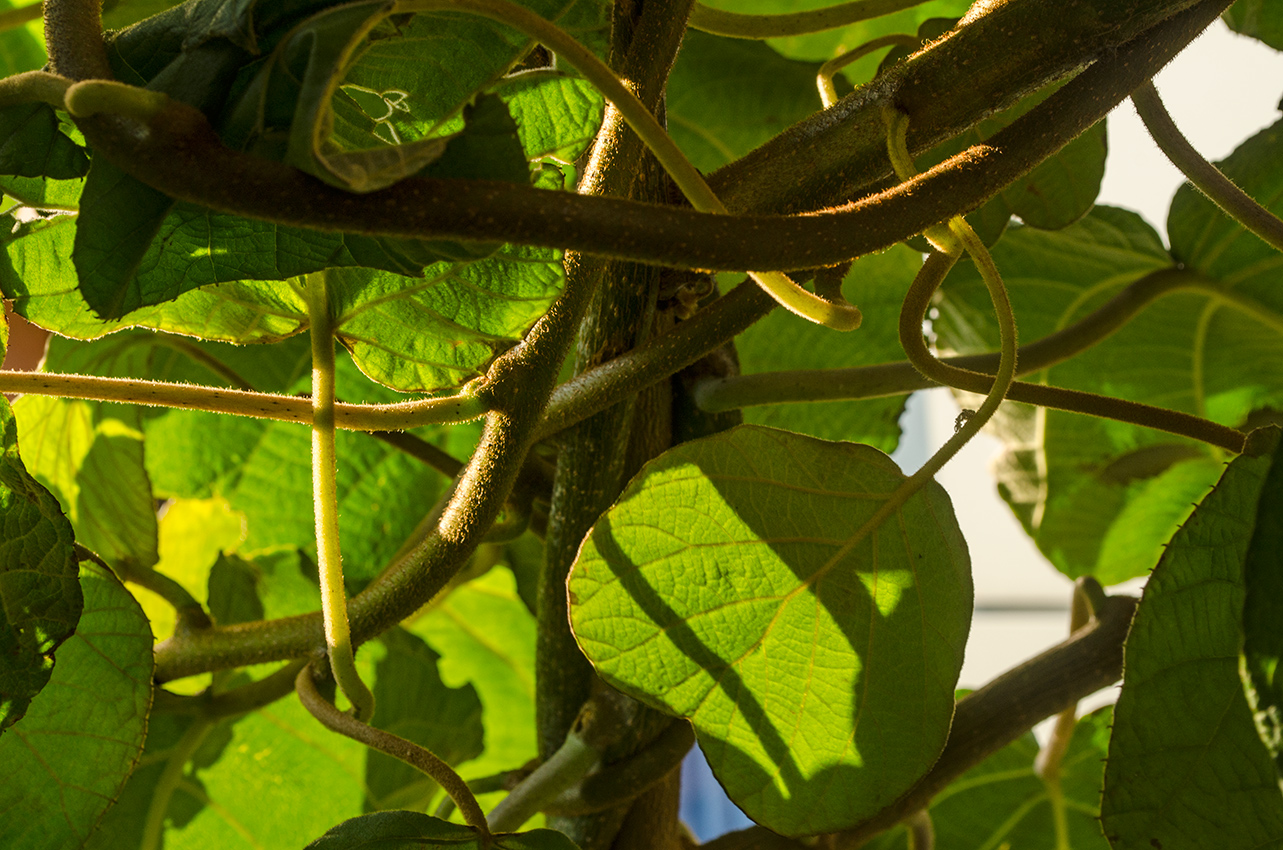 Image of Actinidia chinensis var. deliciosa specimen.