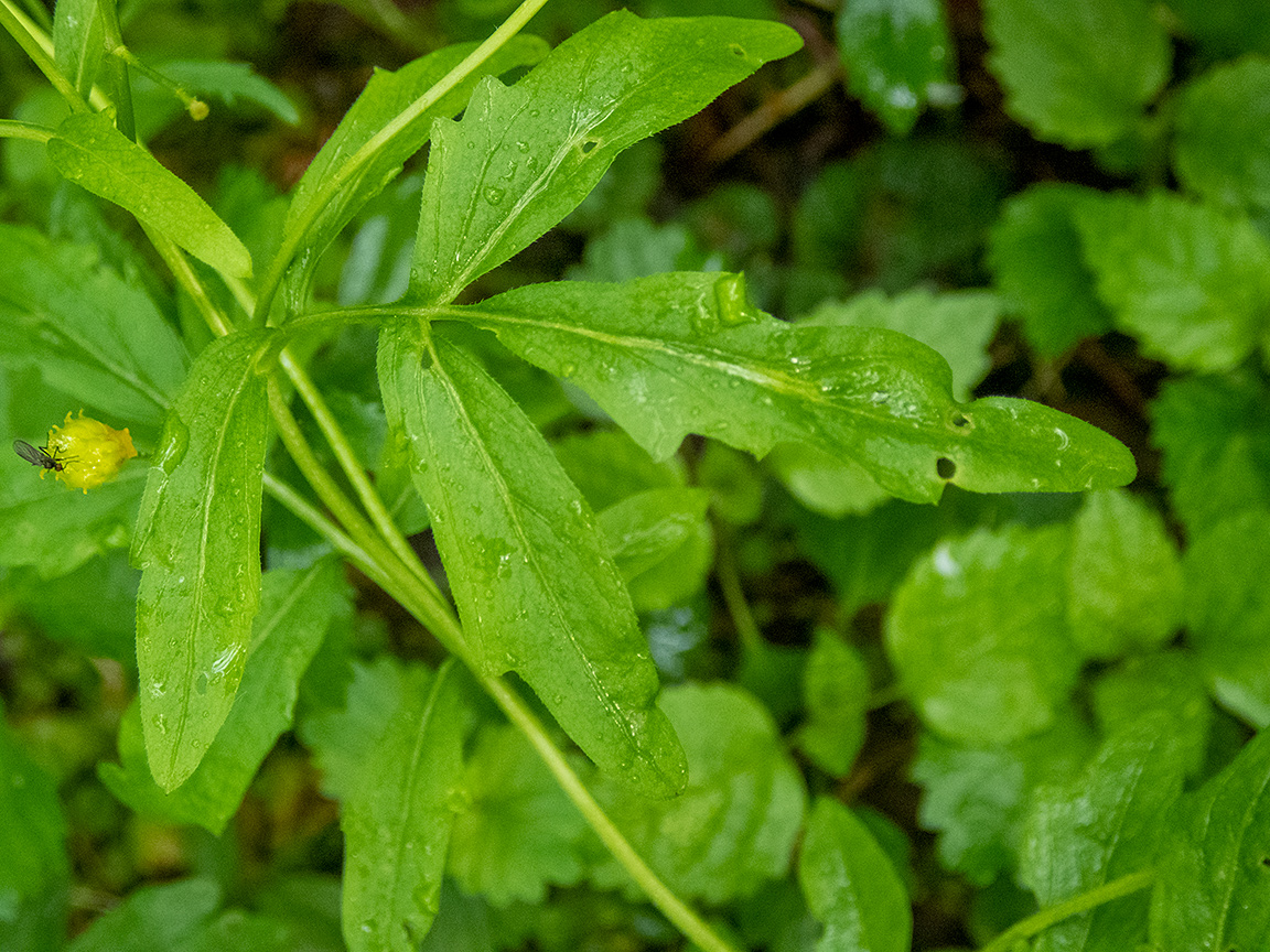 Image of Cardamine amara specimen.