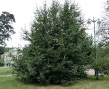 Смотреть изображение Pyrus pyraster