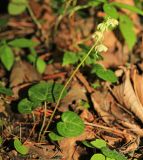 Pyrola renifolia