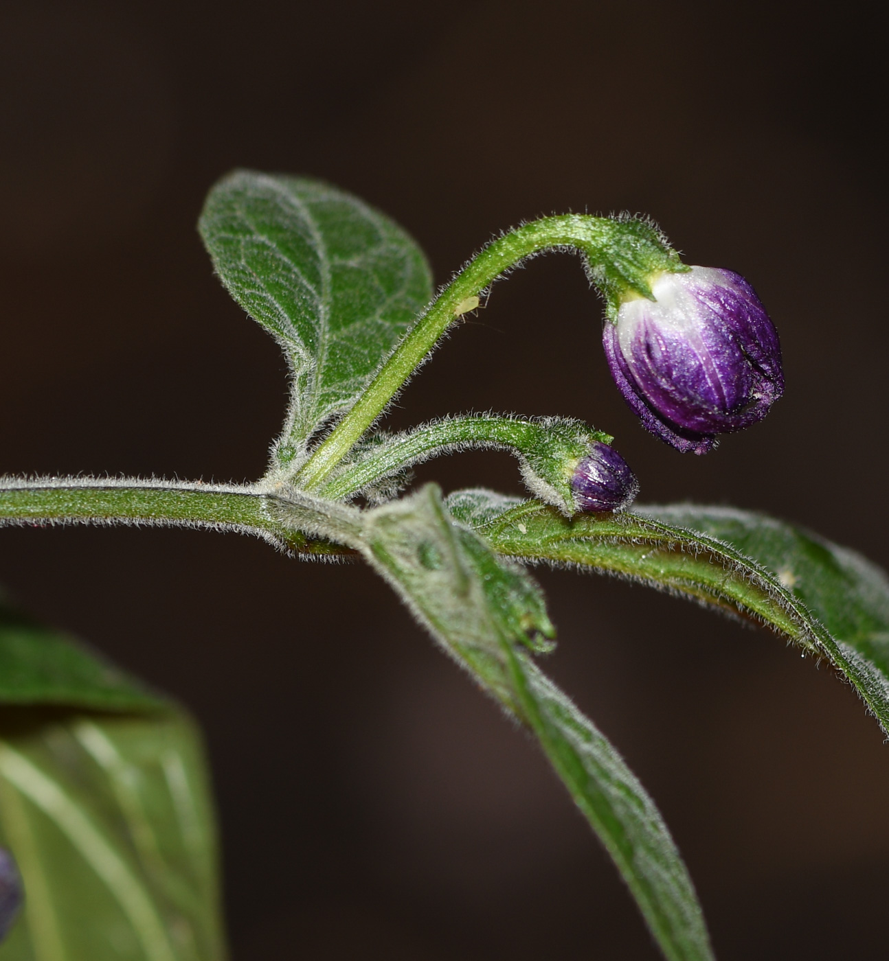 Image of Capsicum pubescens specimen.