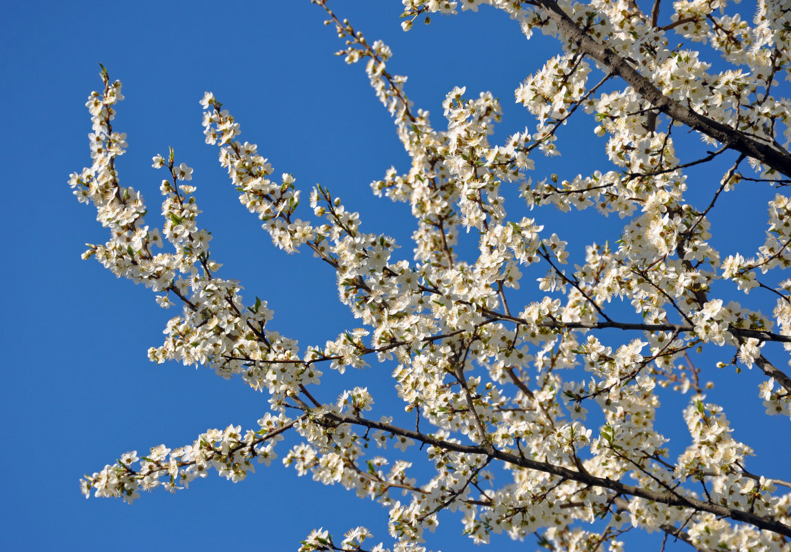 Изображение особи Prunus domestica.