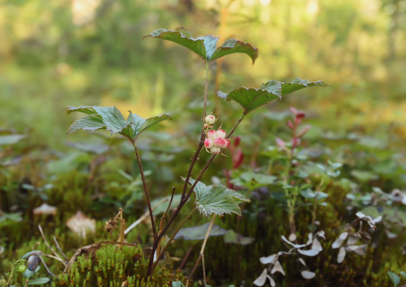 Image of Rubus humulifolius specimen.