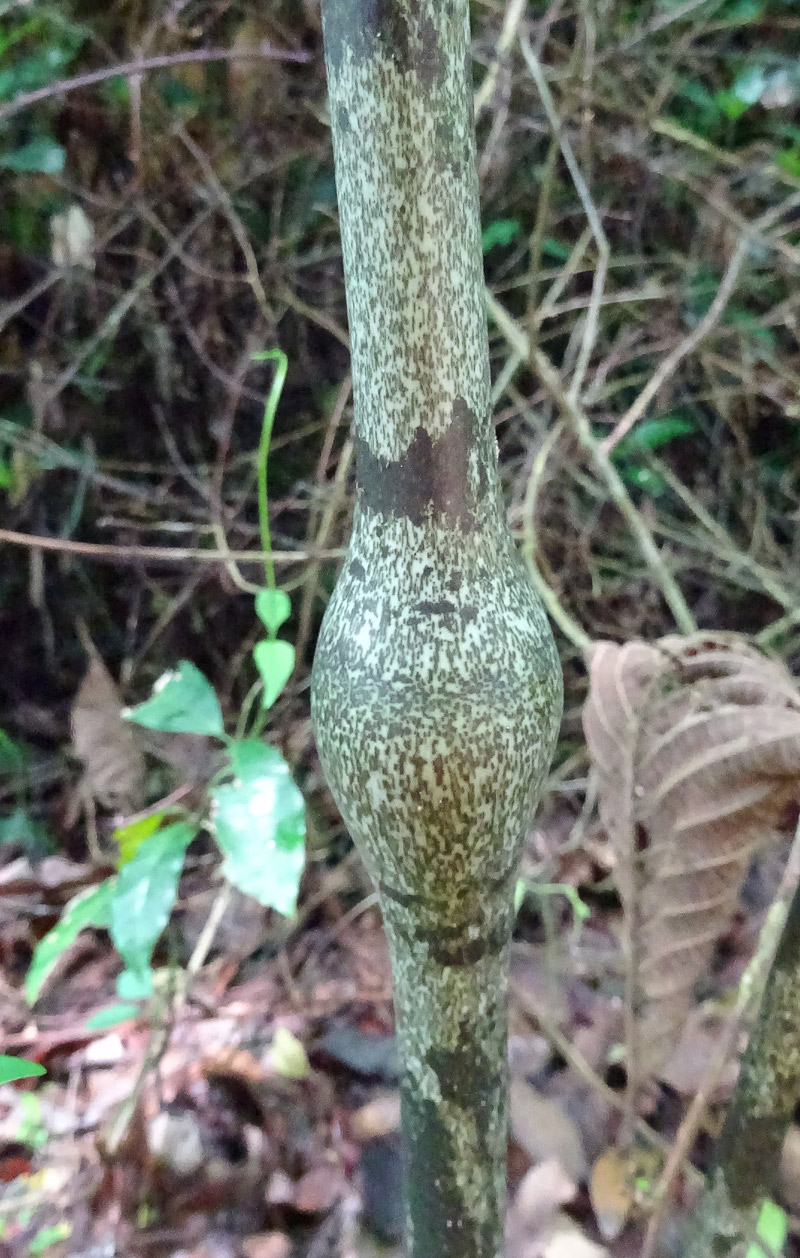 Image of Gonatopus boivinii specimen.