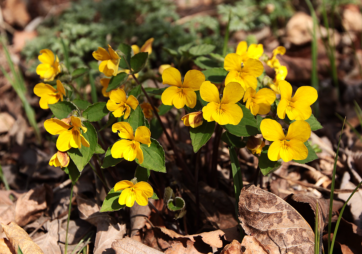 Image of Viola xanthopetala specimen.