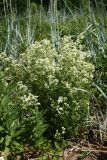 Galium boreale