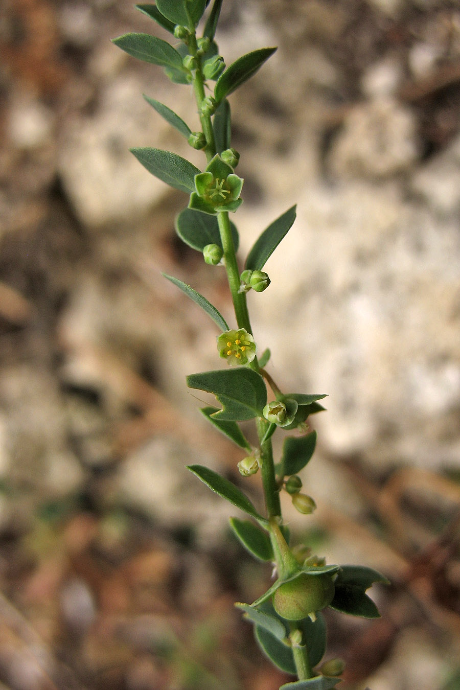 Image of Andrachne telephioides specimen.