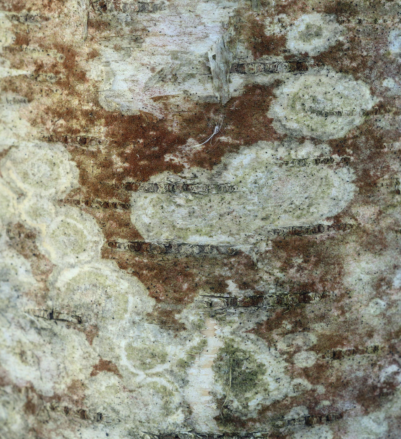 Image of division Ascomycota specimen.