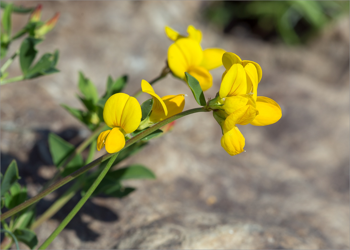 Image of Lotus ruprechtii specimen.