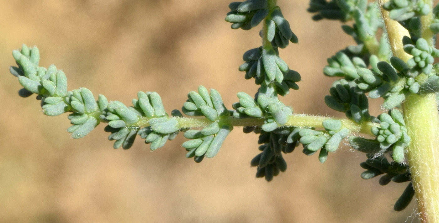 Изображение особи Salsola dendroides.