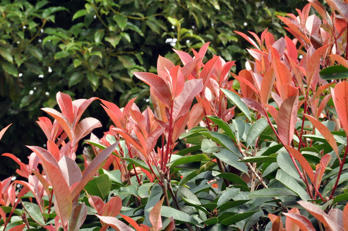 Изображение особи род Photinia.