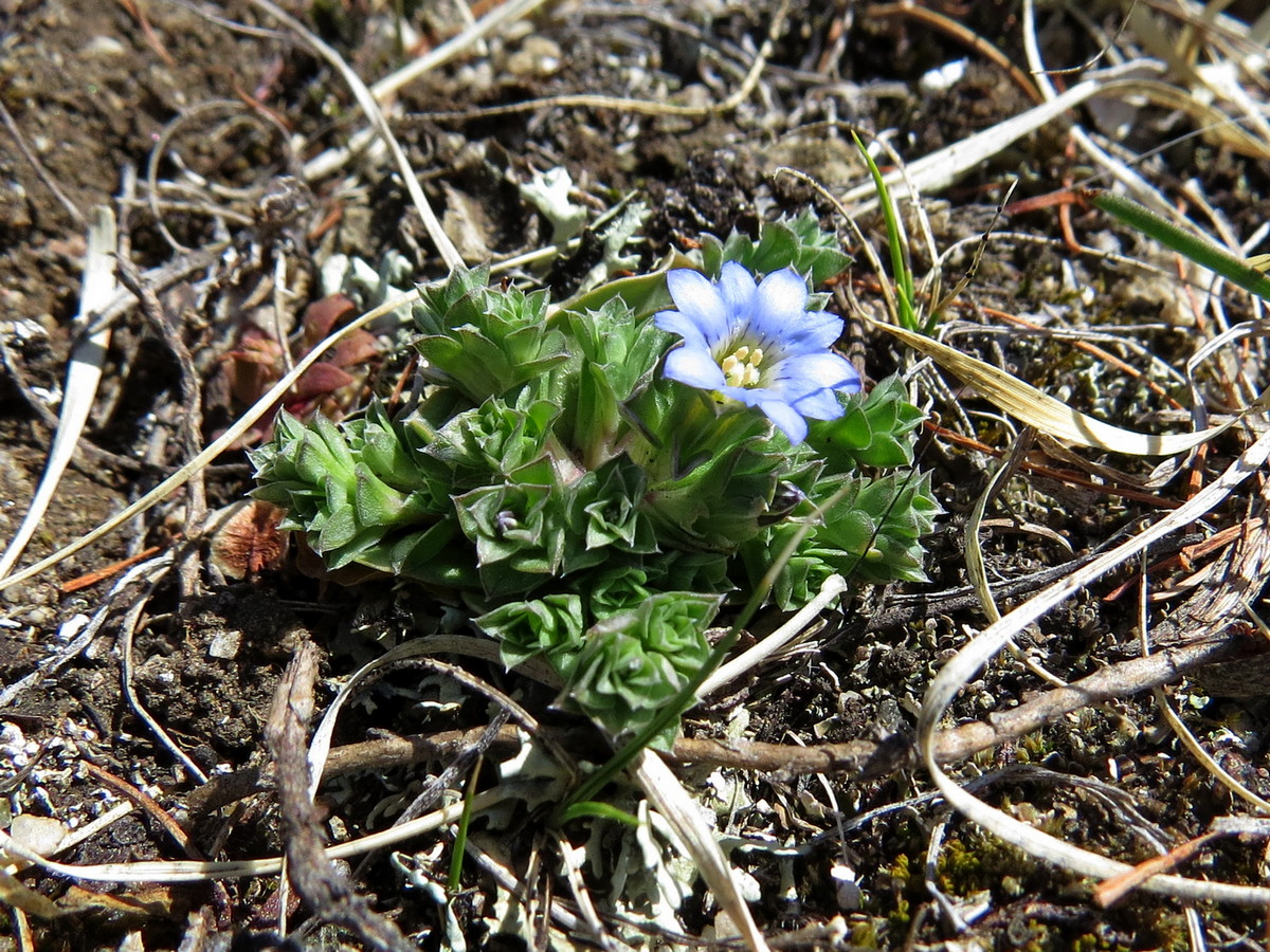 Image of Gentiana squarrosa specimen.