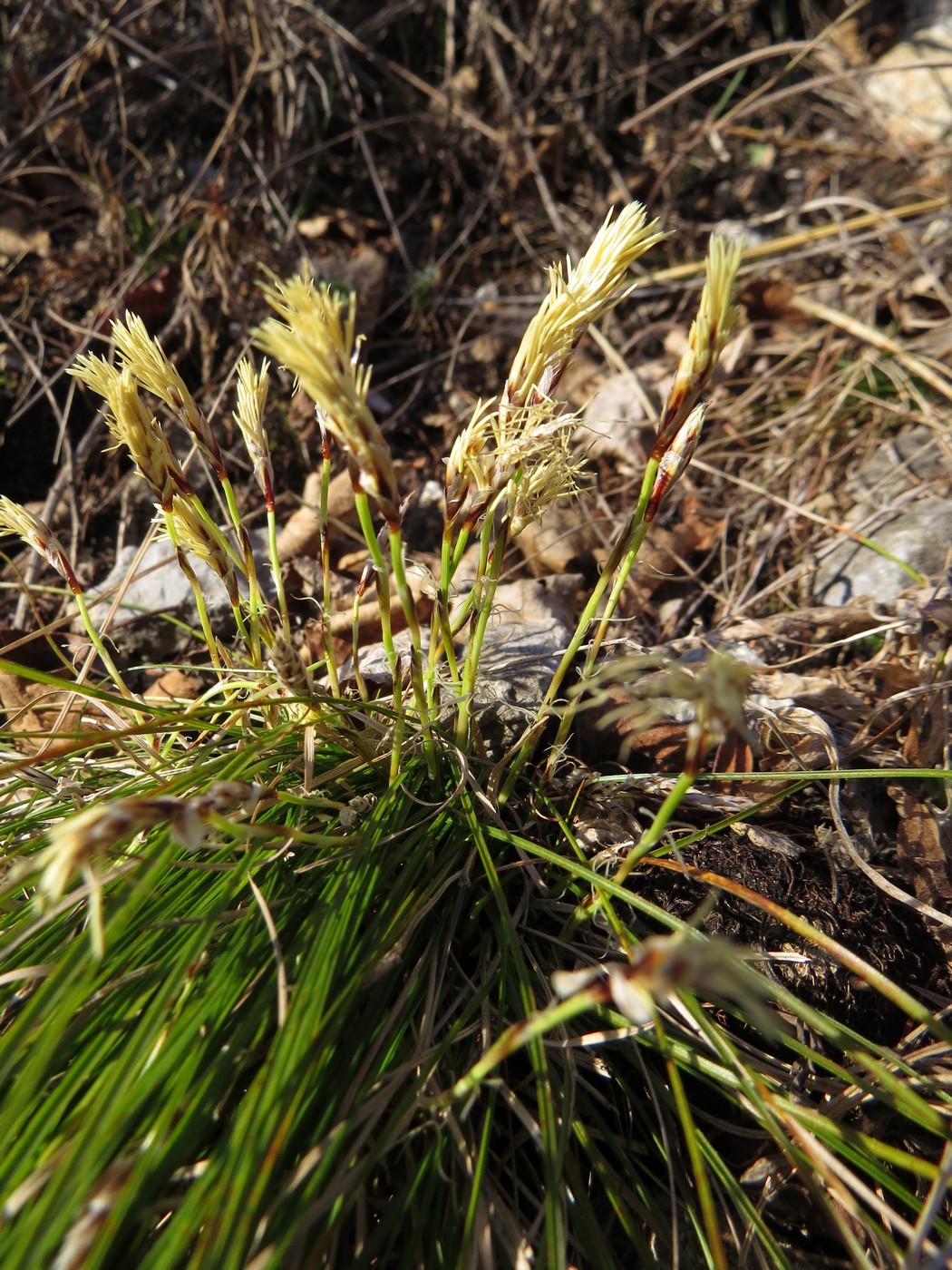 Изображение особи Carex humilis.