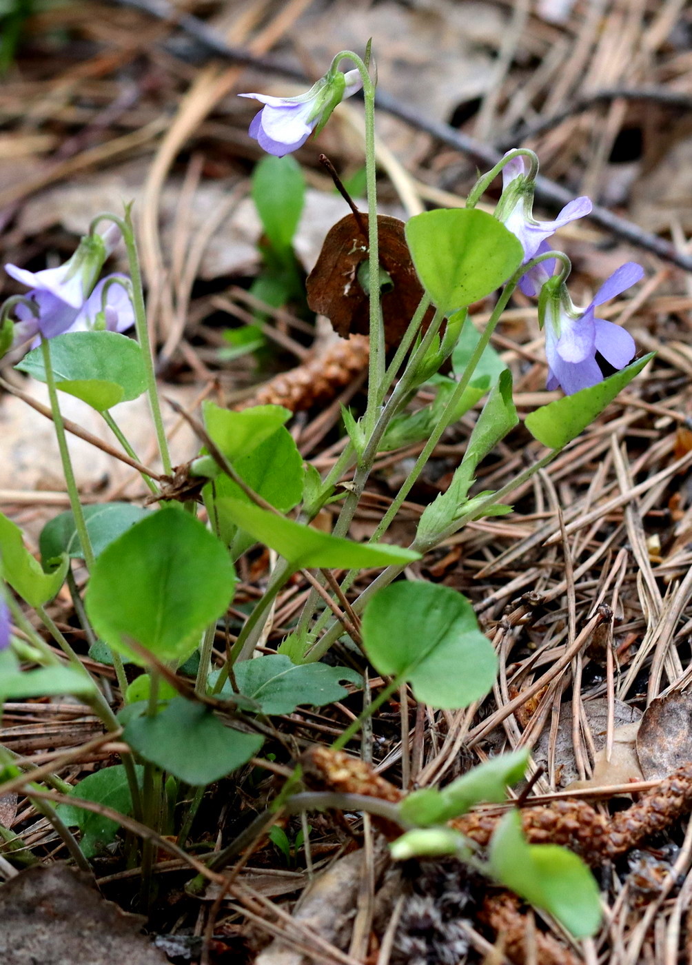 Изображение особи Viola mauritii.