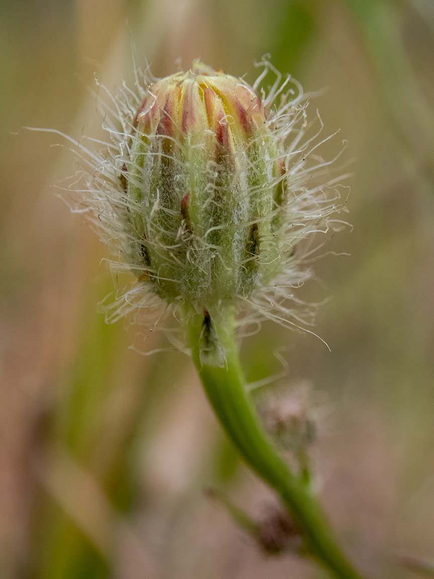 Image of Crepis rhoeadifolia specimen.