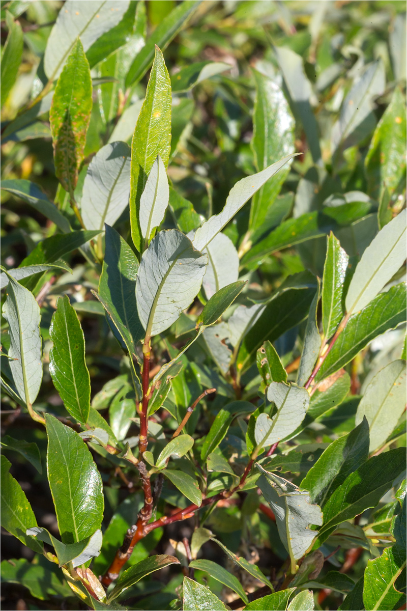 Image of Salix phylicifolia specimen.