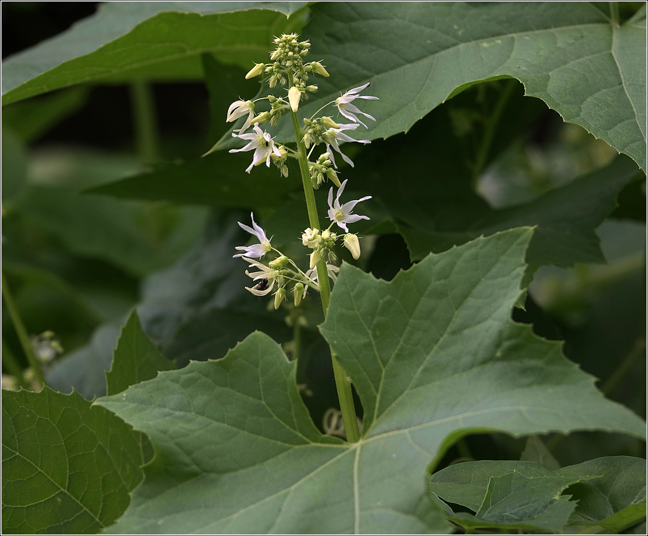 Изображение особи Echinocystis lobata.