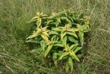 Gentiana cruciata