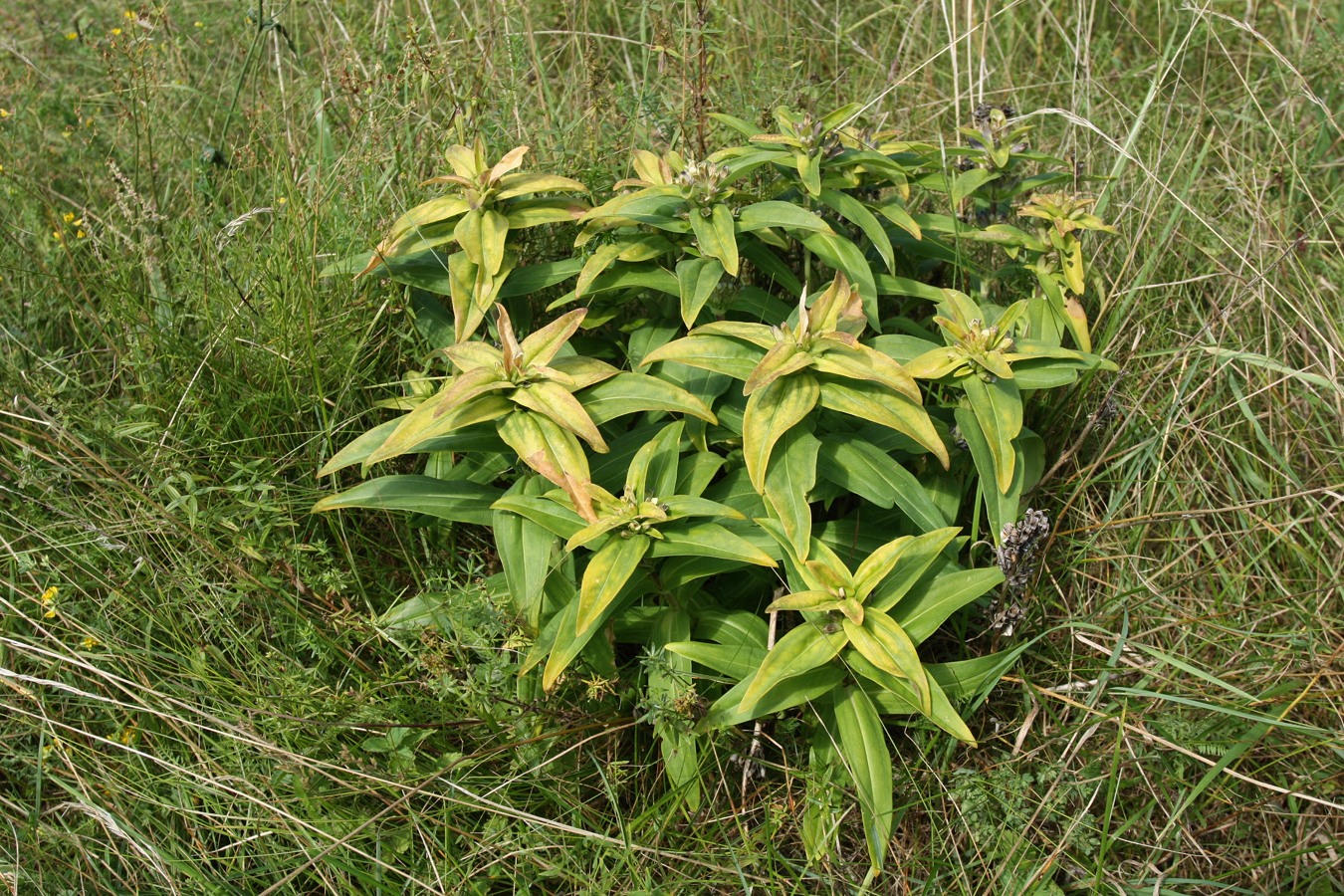 Изображение особи Gentiana cruciata.