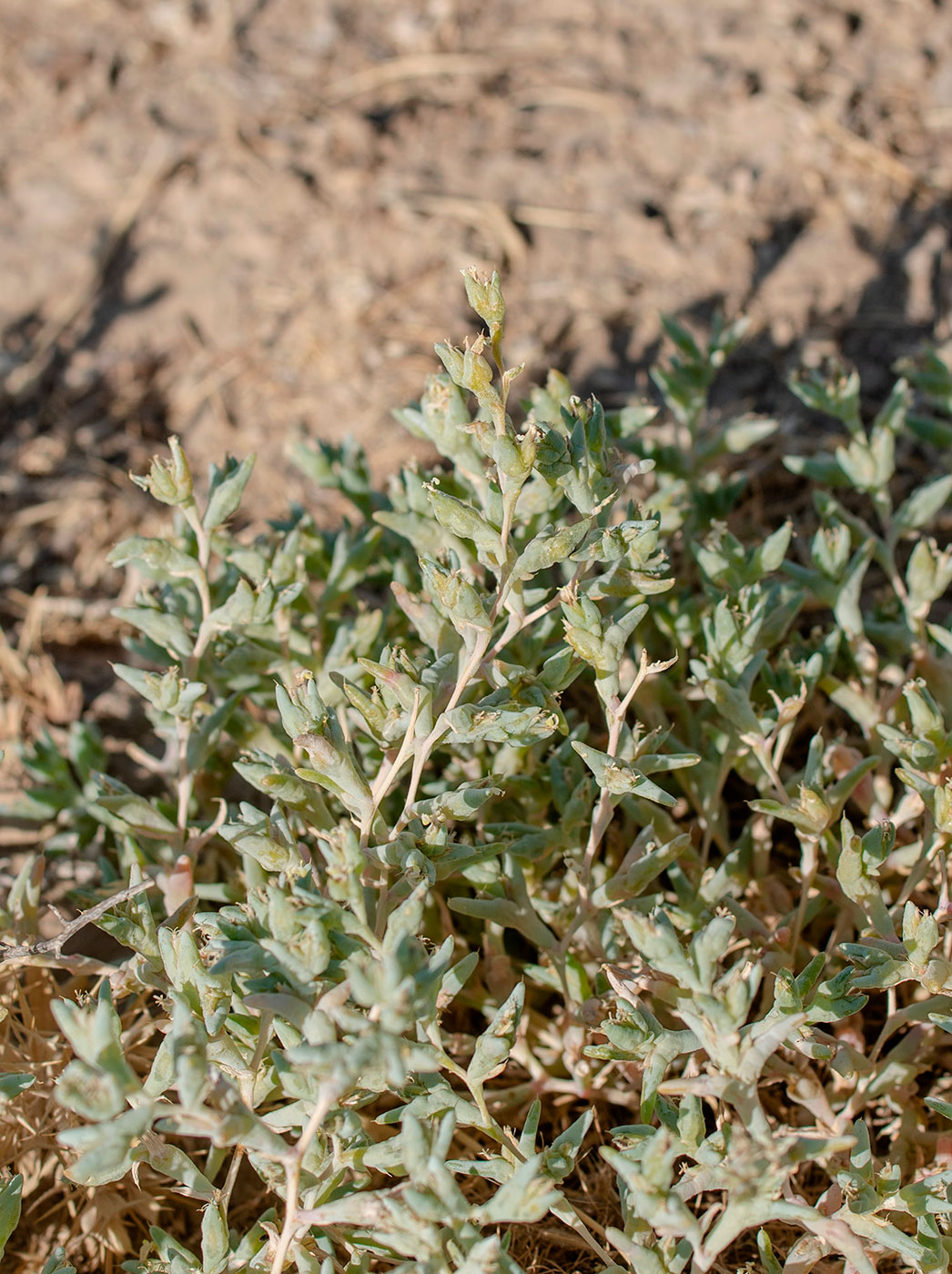 Image of genus Halimocnemis specimen.