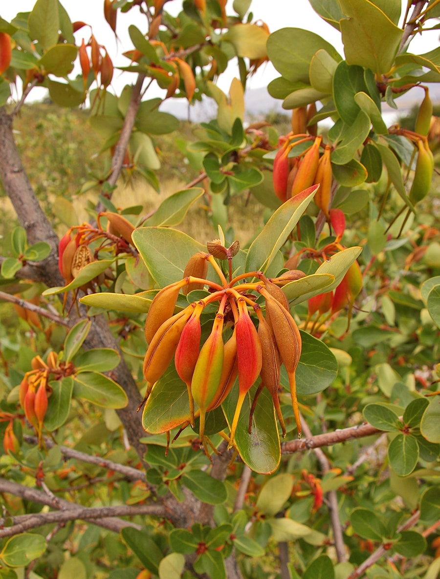 Image of Embothrium coccineum specimen.