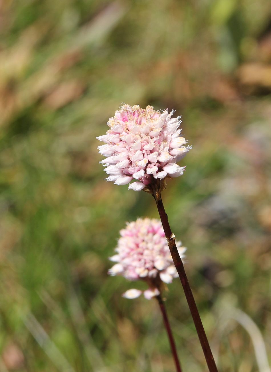 Image of genus Bistorta specimen.