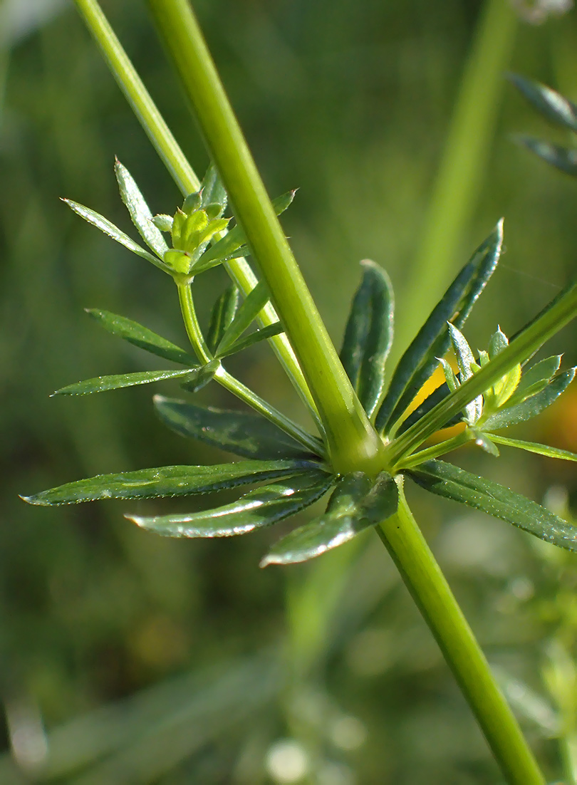 Image of Galium album specimen.