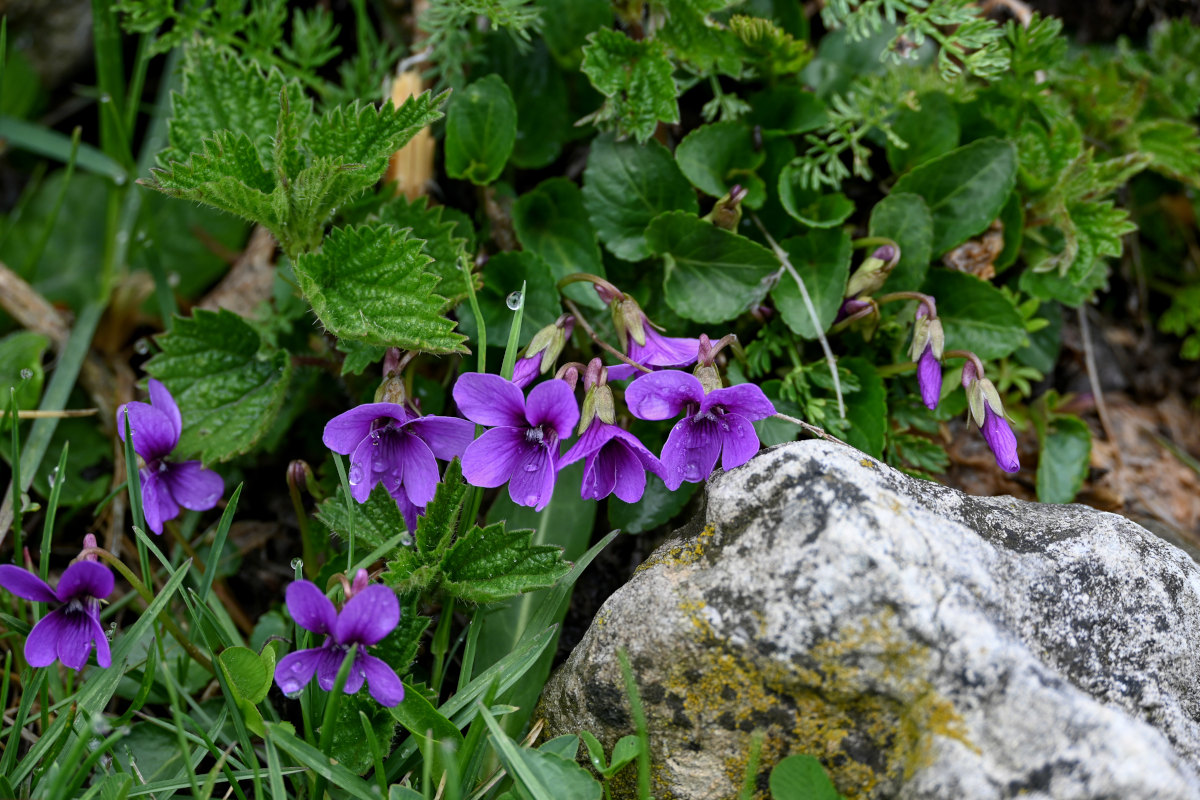 Image of Viola somchetica specimen.