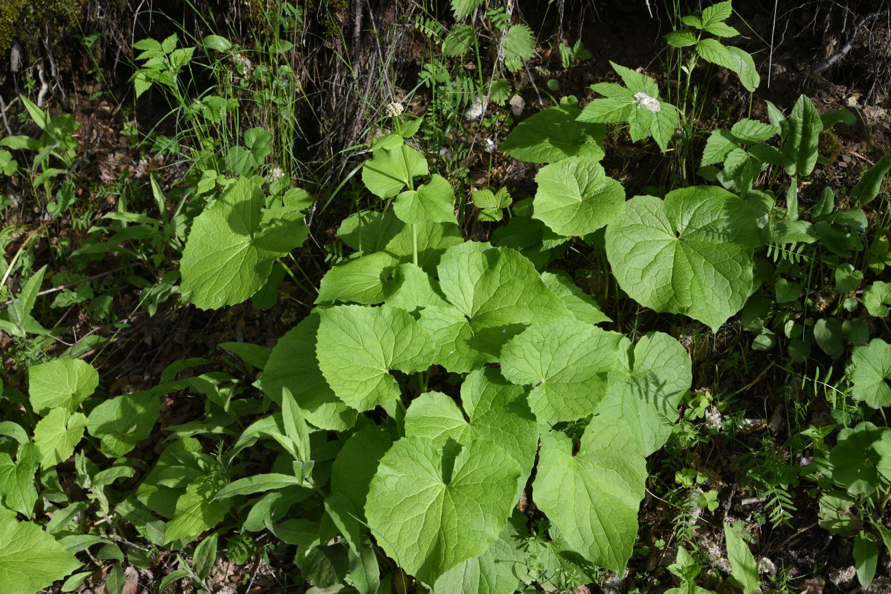 Image of Valeriana tiliifolia specimen.