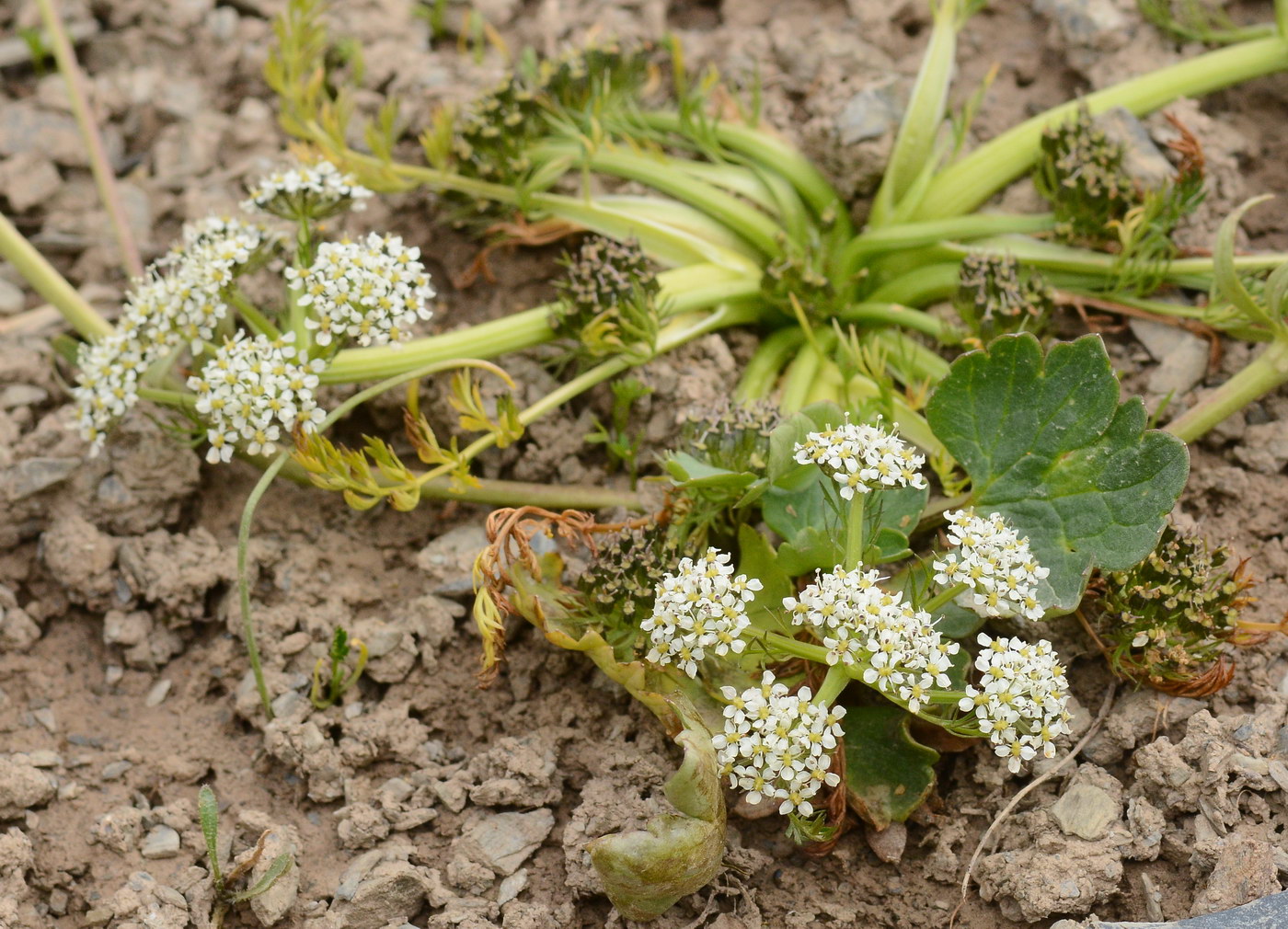 Изображение особи Schulzia albiflora.