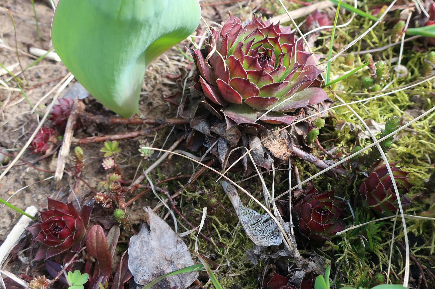 Изображение особи Sempervivum tectorum.