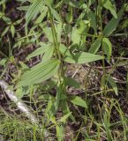 Galium physocarpum. Часть побега в основании. Пермский край, Оханский р-н, Тулумбаихинское сельское поселение, Кунчурихинский бор, смешанный лес. 14.08.2022.