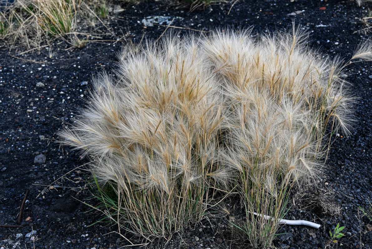 Image of Hordeum jubatum specimen.