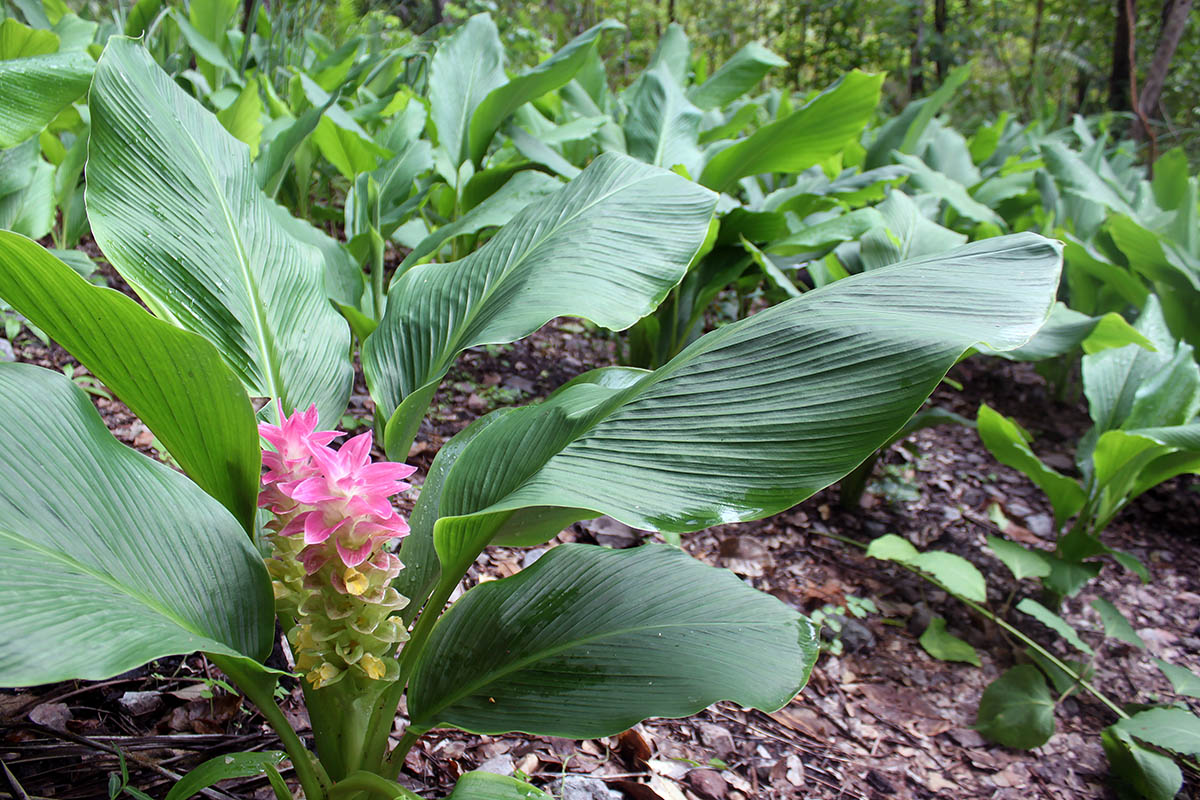 Изображение особи Curcuma longa.