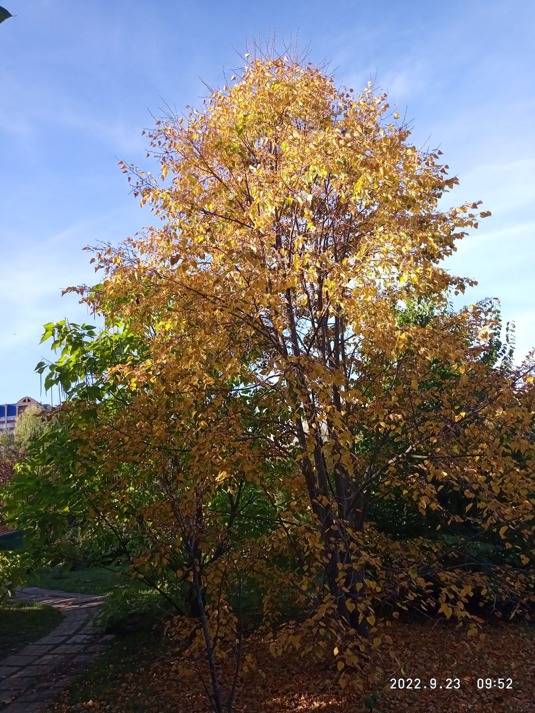 Image of Tilia taquetii specimen.