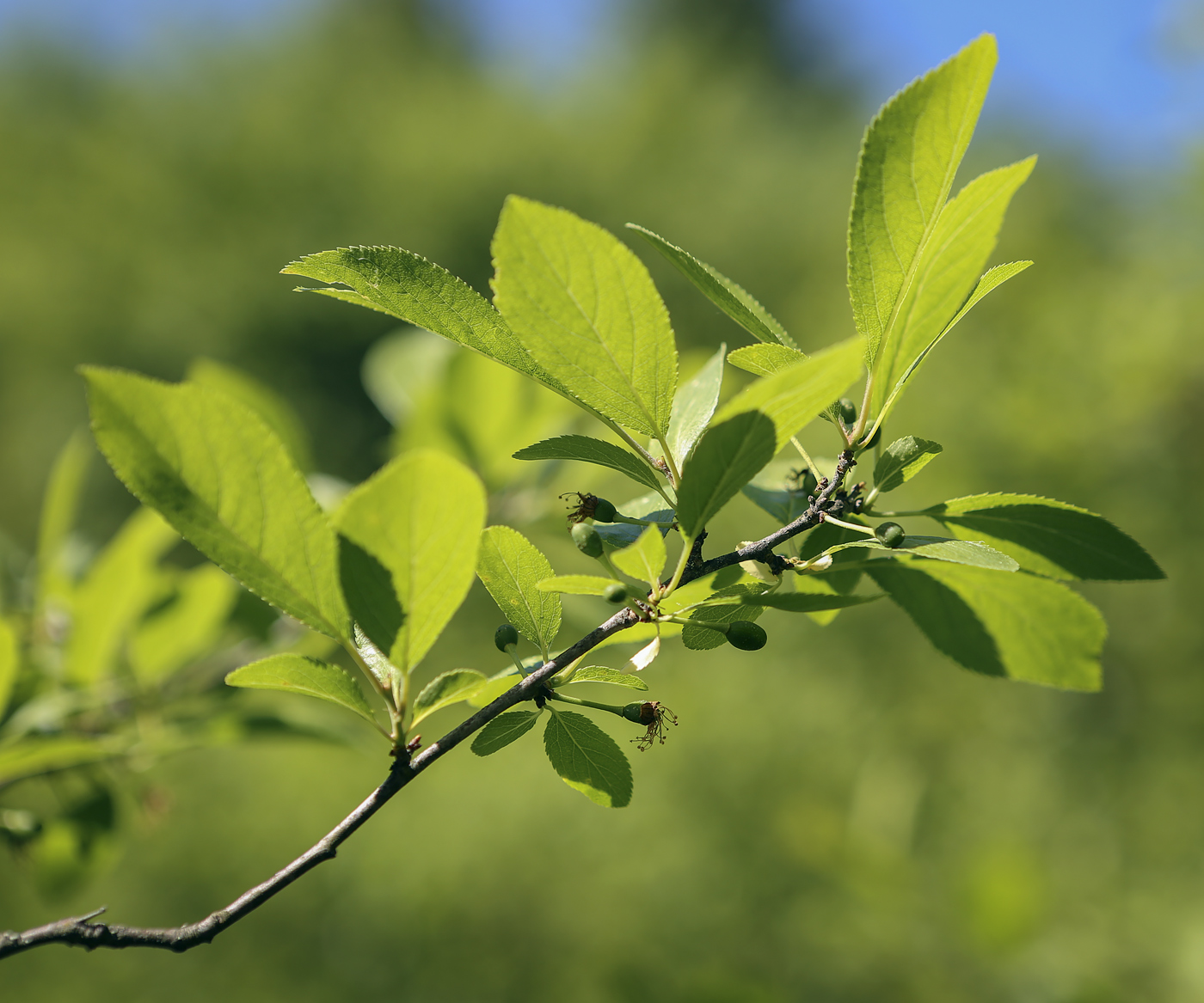 Image of Prunus spinosa specimen.