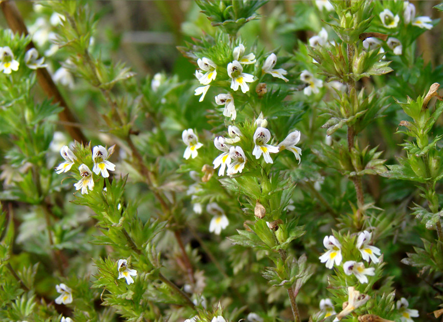 Изображение особи род Euphrasia.