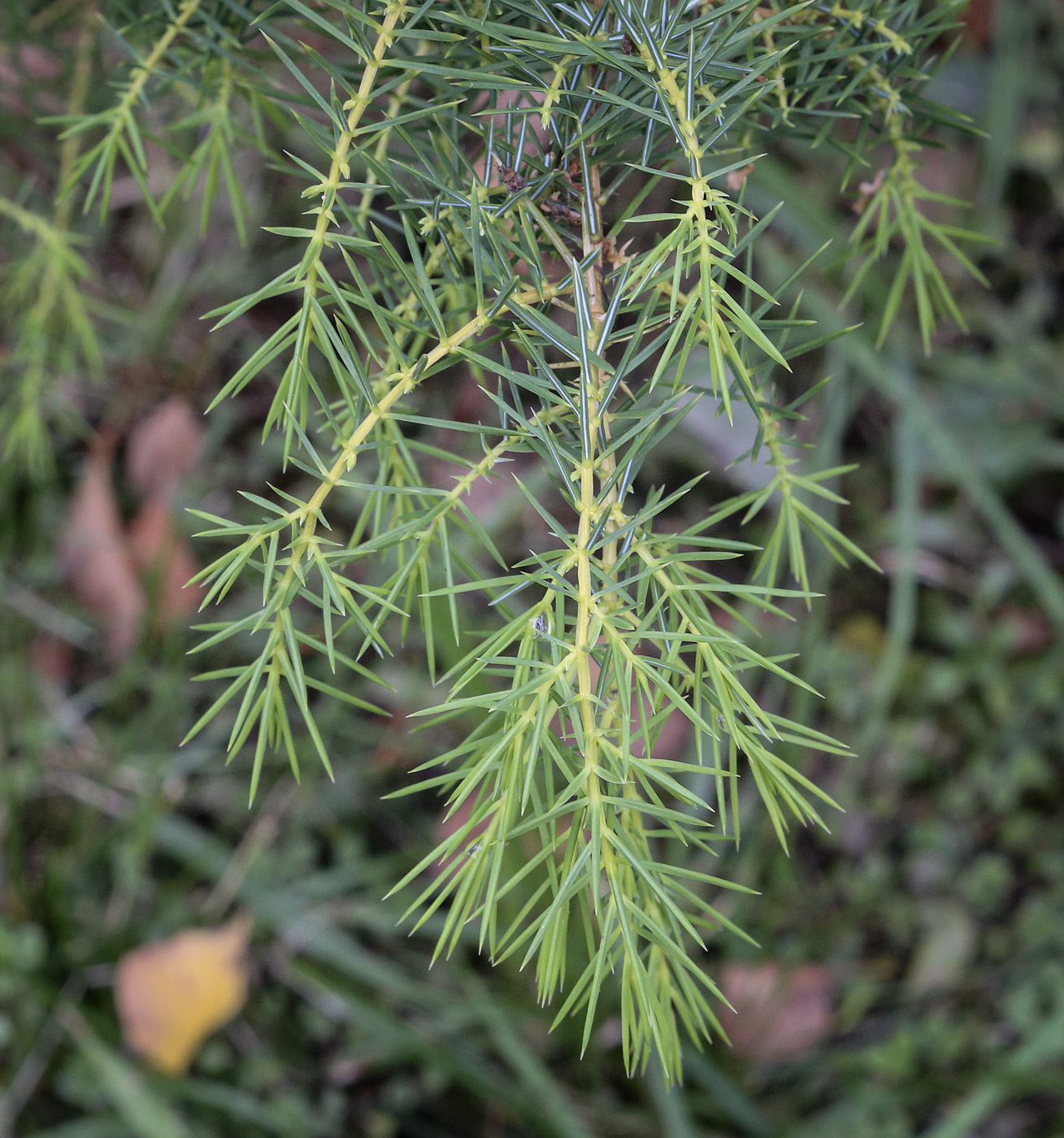 Изображение особи Juniperus rigida.